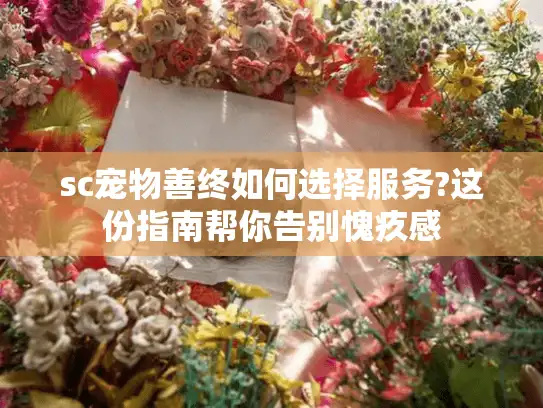 sc宠物善终如何选择服务?这份指南帮你告别愧疚感