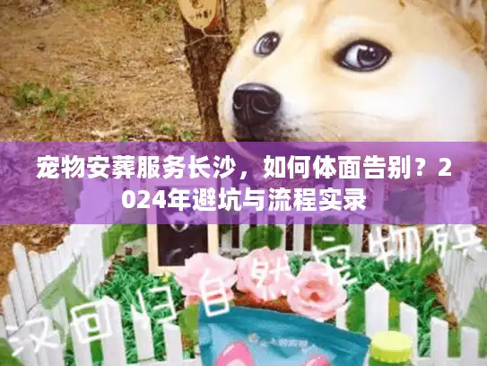 宠物安葬服务长沙，如何体面告别？2024年避坑与流程实录