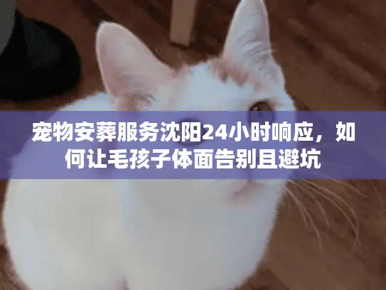 宠物安葬服务沈阳24小时响应，如何让毛孩子体面告别且避坑