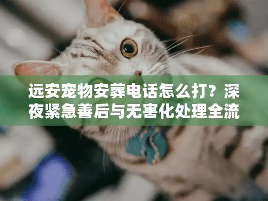 远安宠物安葬电话怎么打？深夜紧急善后与无害化处理全流程