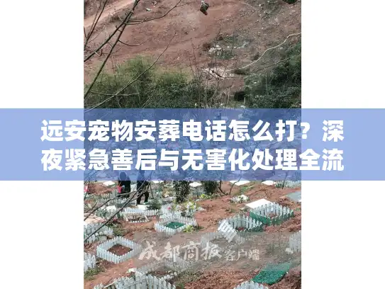 远安宠物安葬电话怎么打？深夜紧急善后与无害化处理全流程