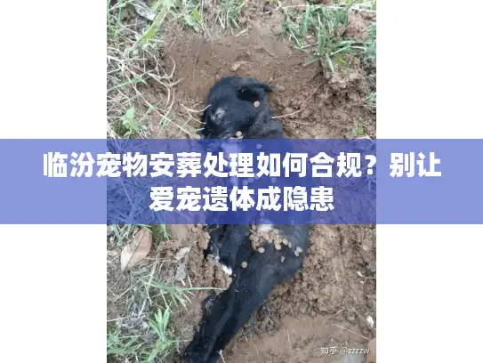 临汾宠物安葬处理如何合规？别让爱宠遗体成隐患