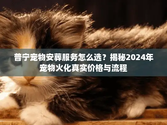 普宁宠物安葬服务怎么选？揭秘2024年宠物火化真实价格与流程