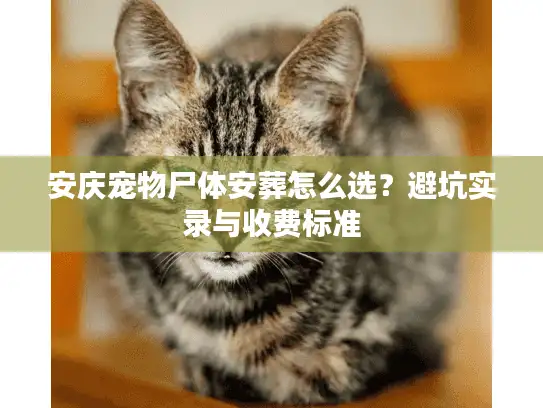 安庆宠物尸体安葬怎么选？避坑实录与收费标准