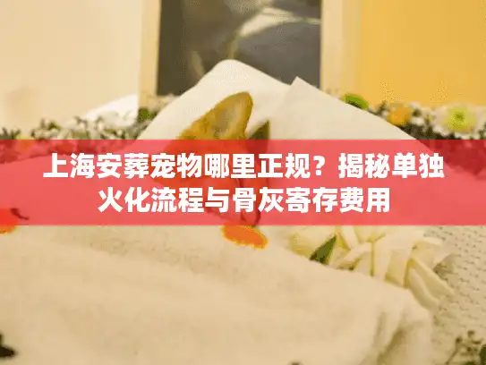 上海安葬宠物哪里正规？揭秘单独火化流程与骨灰寄存费用