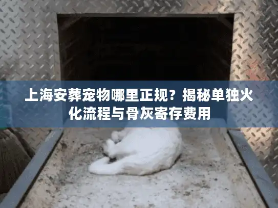 上海安葬宠物哪里正规？揭秘单独火化流程与骨灰寄存费用