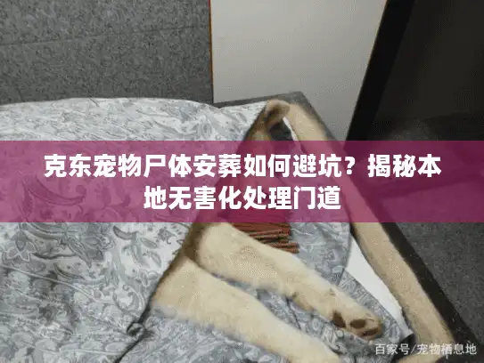 克东宠物尸体安葬如何避坑？揭秘本地无害化处理门道