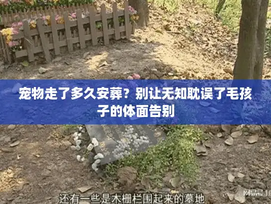 宠物走了多久安葬？别让无知耽误了毛孩子的体面告别