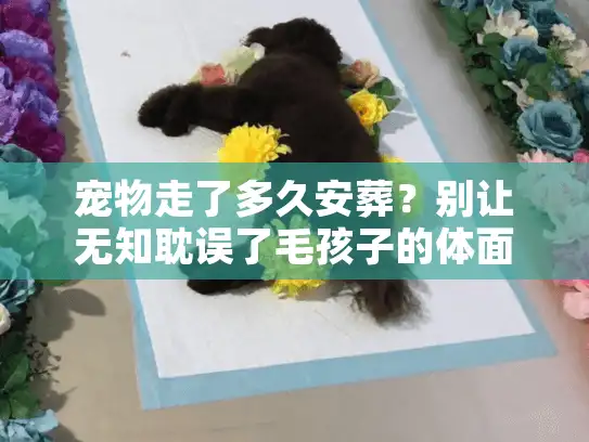 宠物走了多久安葬？别让无知耽误了毛孩子的体面告别