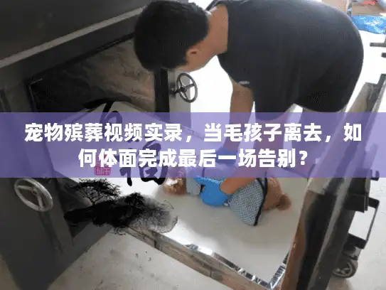 宠物殡葬视频实录，当毛孩子离去，如何体面完成最后一场告别？