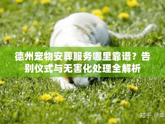 德州宠物安葬服务哪里靠谱？告别仪式与无害化处理全解析