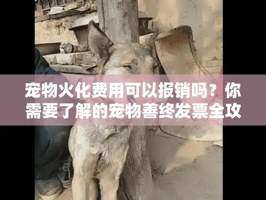宠物火化费用可以报销吗？你需要了解的宠物善终发票全攻略