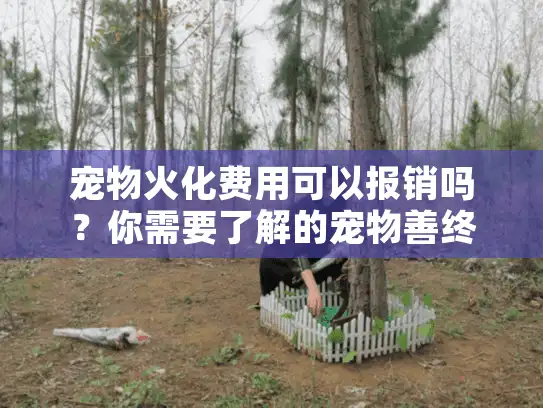 宠物火化费用可以报销吗？你需要了解的宠物善终发票全攻略