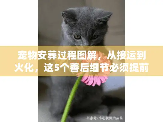 宠物安葬过程图解，从接运到火化，这5个善后细节必须提前知晓