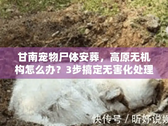 甘南宠物尸体安葬，高原无机构怎么办？3步搞定无害化处理