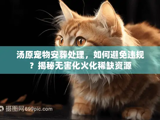 汤原宠物安葬处理，如何避免违规？揭秘无害化火化稀缺资源