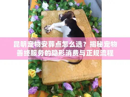 昆明宠物安葬点怎么选？揭秘宠物善终服务的隐形消费与正规流程