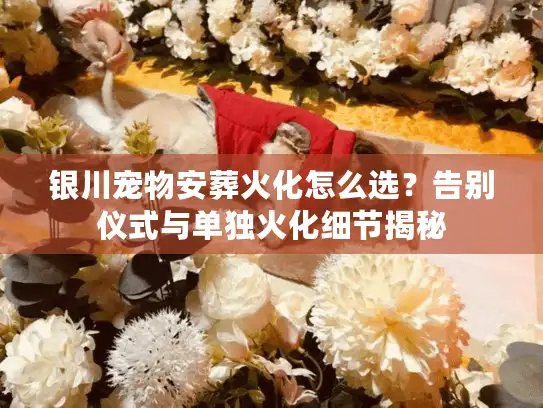银川宠物安葬火化怎么选？告别仪式与单独火化细节揭秘
