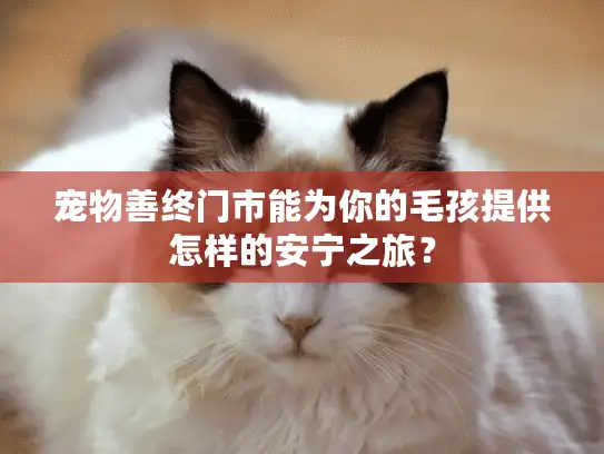 宠物善终门市能为你的毛孩提供怎样的安宁之旅？
