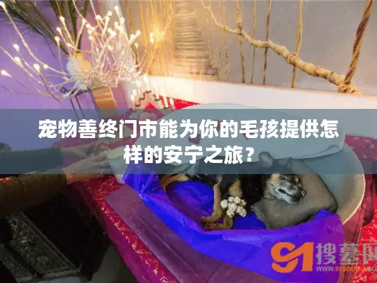 宠物善终门市能为你的毛孩提供怎样的安宁之旅？