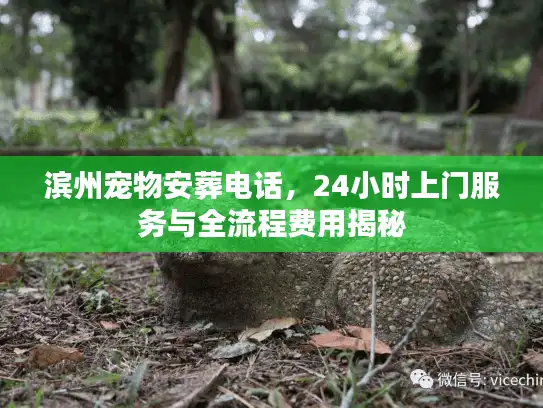 滨州宠物安葬电话，24小时上门服务与全流程费用揭秘