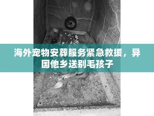 海外宠物安葬服务紧急救援，异国他乡送别毛孩子