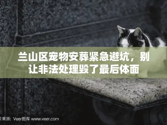 兰山区宠物安葬紧急避坑，别让非法处理毁了最后体面