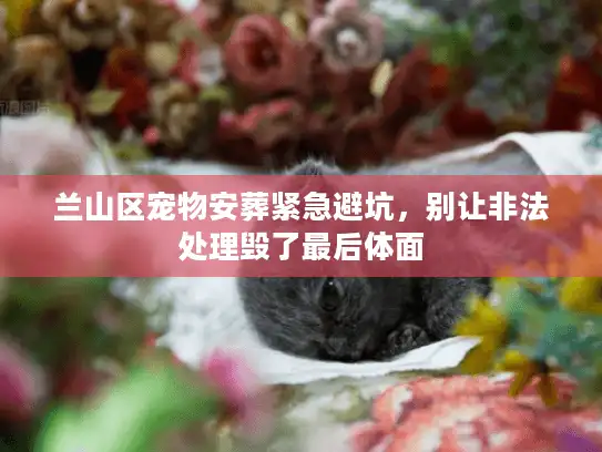 兰山区宠物安葬紧急避坑，别让非法处理毁了最后体面