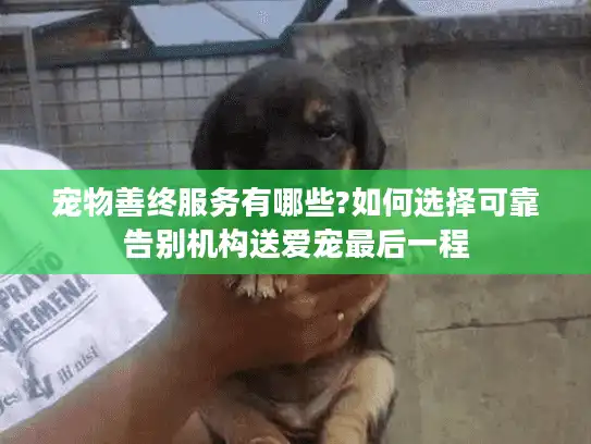宠物善终服务有哪些?如何选择可靠告别机构送爱宠最后一程