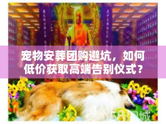 宠物安葬团购避坑，如何低价获取高端告别仪式？