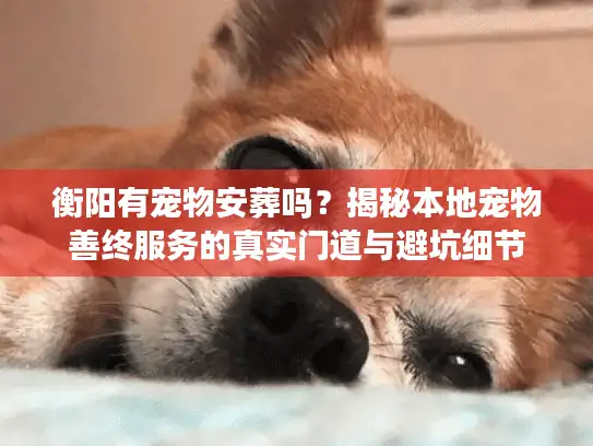 衡阳有宠物安葬吗？揭秘本地宠物善终服务的真实门道与避坑细节
