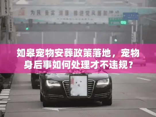 如皋宠物安葬政策落地，宠物身后事如何处理才不违规？