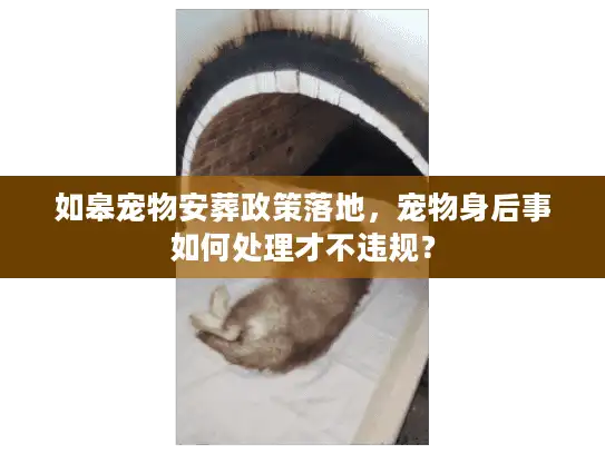 如皋宠物安葬政策落地，宠物身后事如何处理才不违规？
