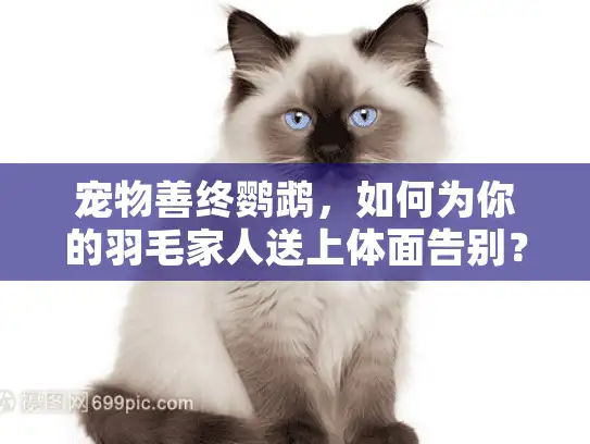 宠物善终鹦鹉，如何为你的羽毛家人送上体面告别？