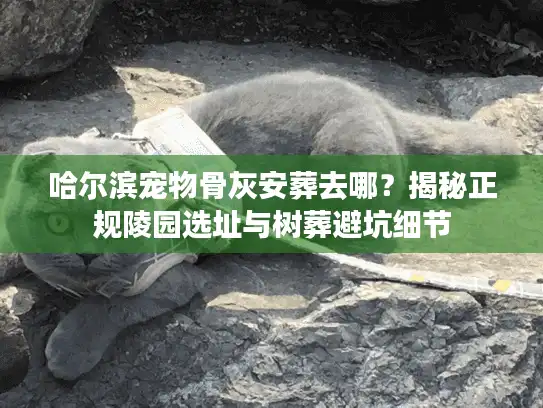 哈尔滨宠物骨灰安葬去哪？揭秘正规陵园选址与树葬避坑细节