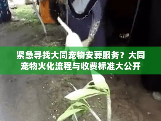 紧急寻找大同宠物安葬服务？大同宠物火化流程与收费标准大公开