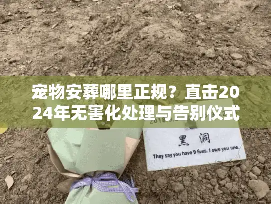 宠物安葬哪里正规？直击2024年无害化处理与告别仪式内幕