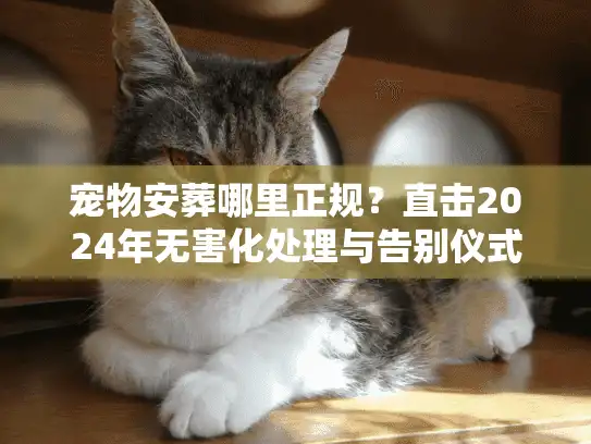 宠物安葬哪里正规？直击2024年无害化处理与告别仪式内幕