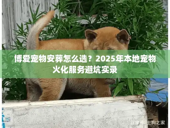 博爱宠物安葬怎么选？2025年本地宠物火化服务避坑实录