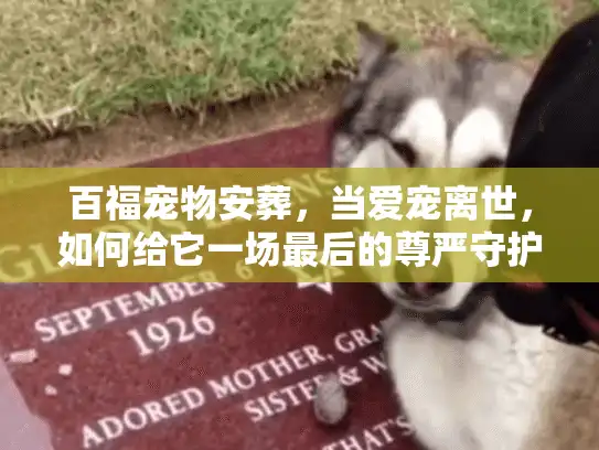 百福宠物安葬，当爱宠离世，如何给它一场最后的尊严守护？
