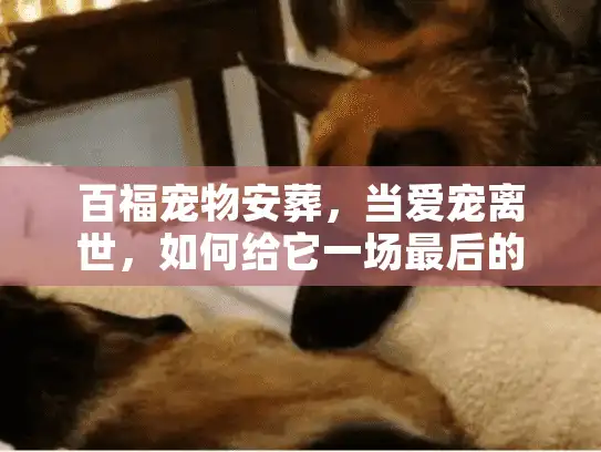 百福宠物安葬，当爱宠离世，如何给它一场最后的尊严守护？