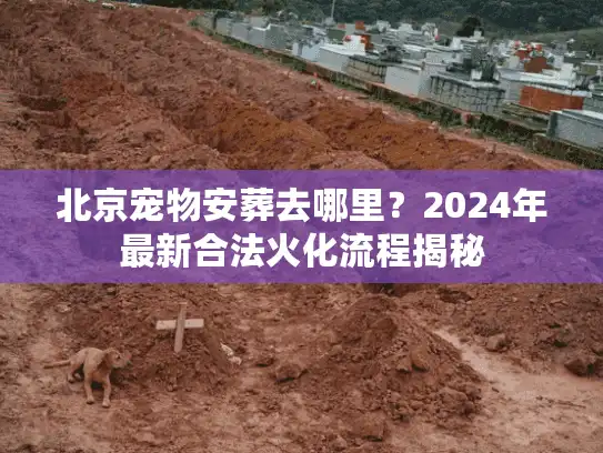 北京宠物安葬去哪里？2024年最新合法火化流程揭秘
