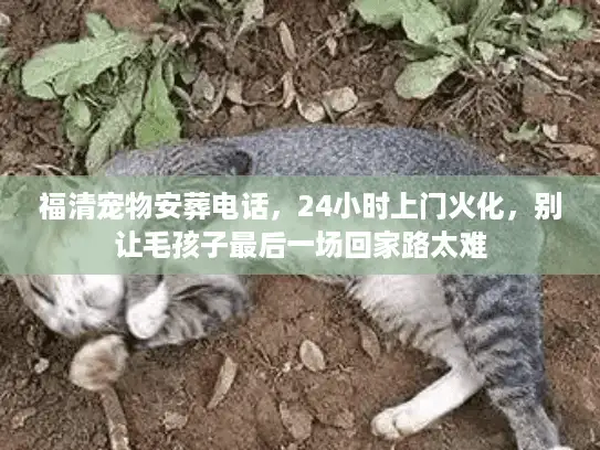 福清宠物安葬电话，24小时上门火化，别让毛孩子最后一场回家路太难