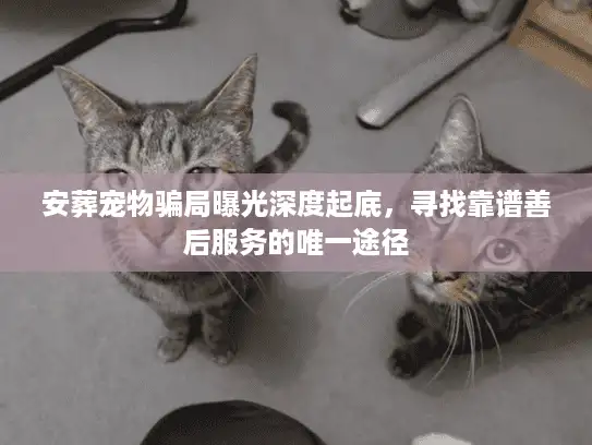 安葬宠物骗局曝光深度起底，寻找靠谱善后服务的唯一途径