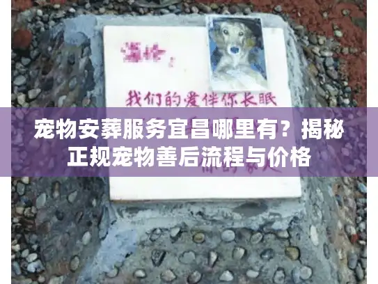 宠物安葬服务宜昌哪里有？揭秘正规宠物善后流程与价格