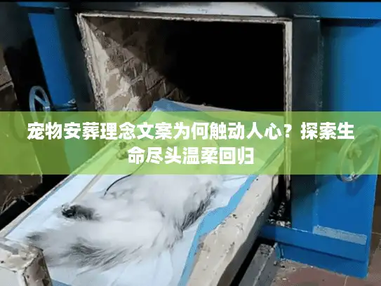 宠物安葬理念文案为何触动人心？探索生命尽头温柔回归