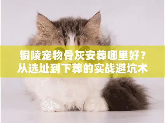 铜陵宠物骨灰安葬哪里好？从选址到下葬的实战避坑术
