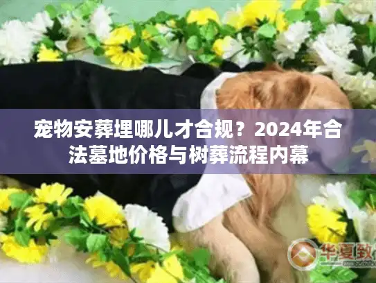 宠物安葬埋哪儿才合规？2024年合法墓地价格与树葬流程内幕