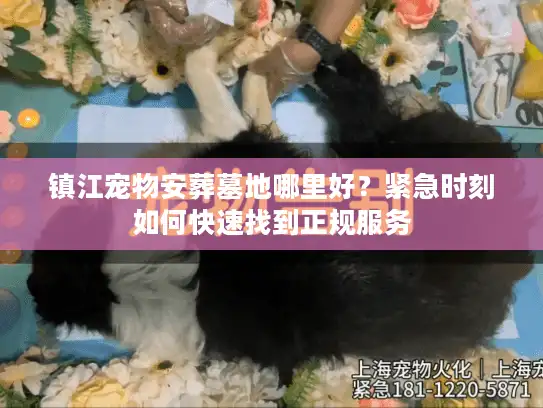 镇江宠物安葬墓地哪里好？紧急时刻如何快速找到正规服务