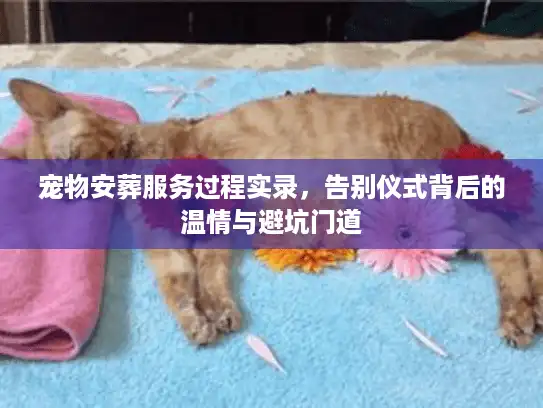 宠物安葬服务过程实录，告别仪式背后的温情与避坑门道